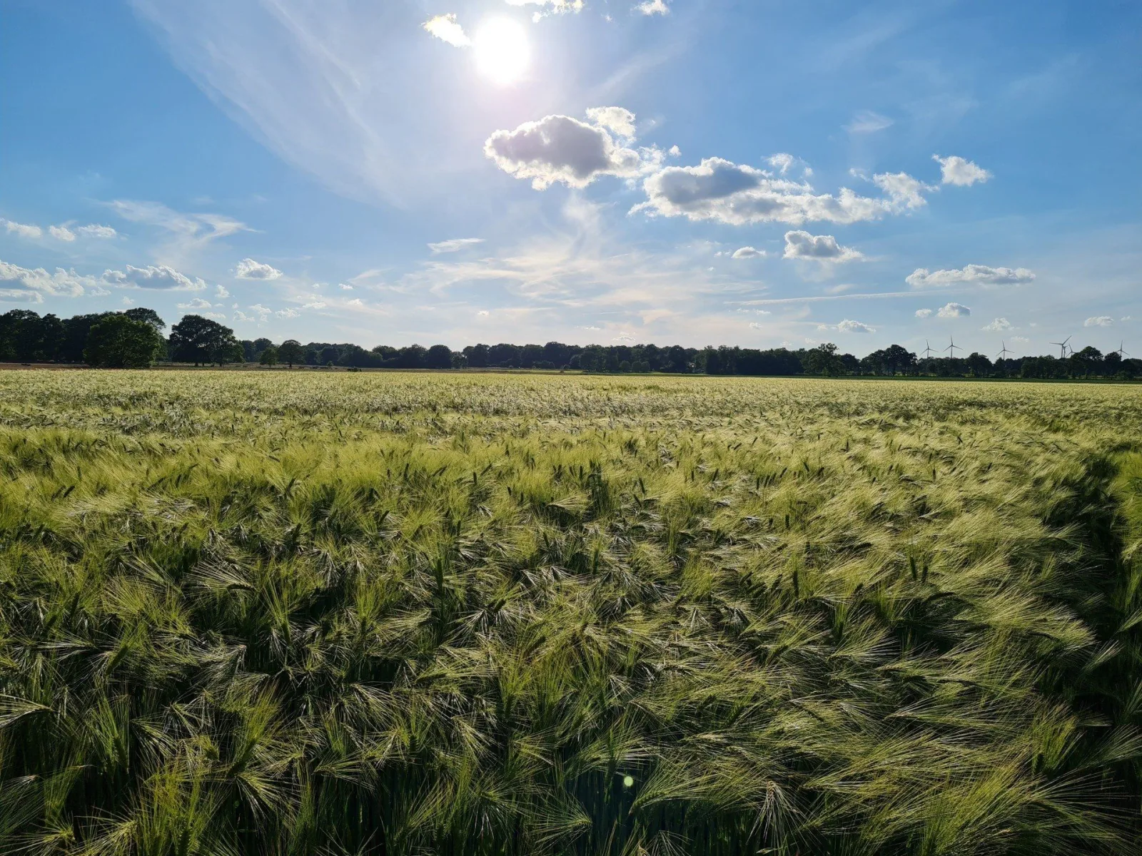 Gerstenfeld bei Helvesiek unter weitem Himmel
